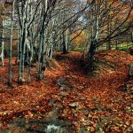 Bieszczady