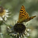 Owady