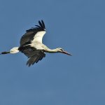 Ptaki