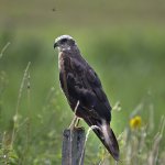 Ptaki