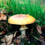 Grzyby
