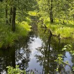 Rośliny